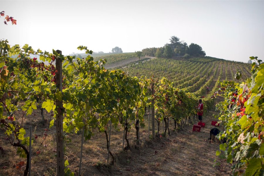 Tenuta Foresto