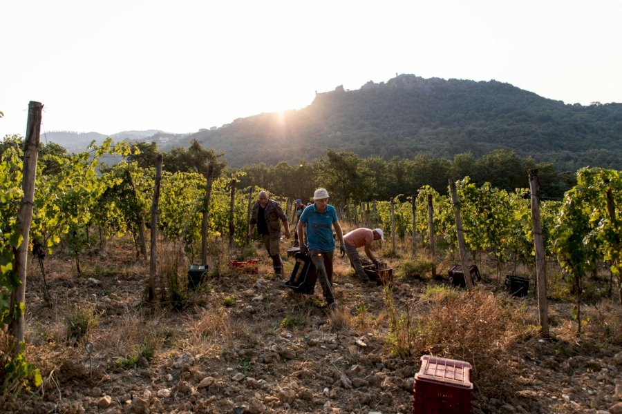 Unlitro 2024 Costa Toscana Rosso IGT