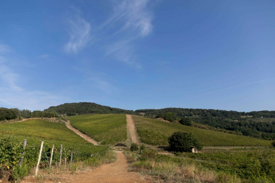 Unlitro 2024 Costa Toscana Rosso IGT
