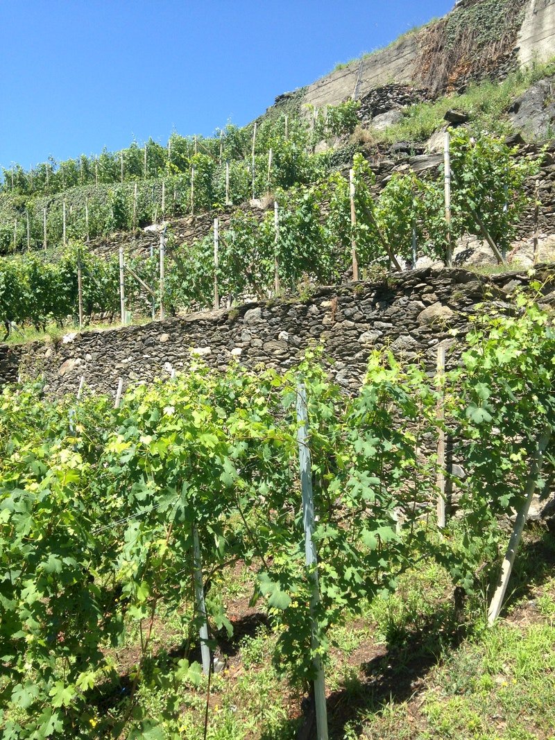 Sol 2022 Valtellina Superiore Valgella DOCG
