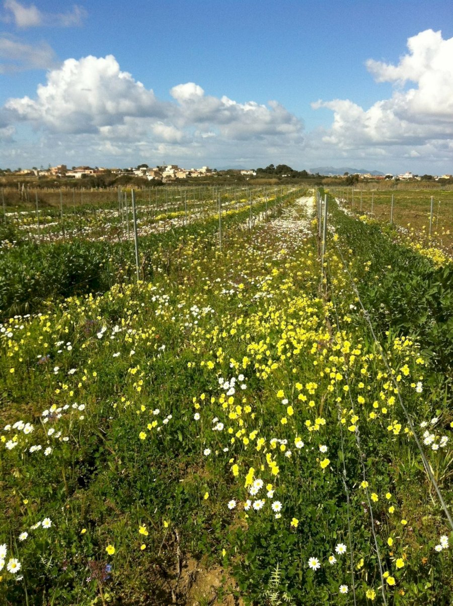 Altomare 2022 Terre Siciliane IGT