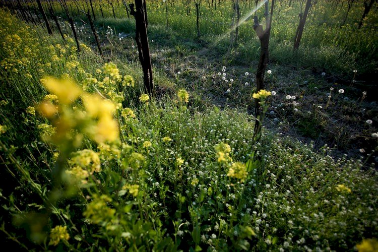 Steve Vino Bianco Frizzante