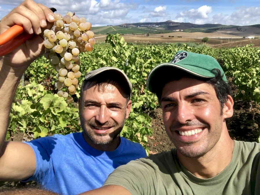 Modus Bibendi Bianco Macerato 2022 Terre Siciliane IGP
