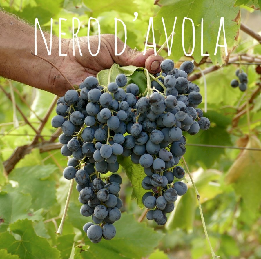 Modus Bibendi Rosso Terre Siciliane IGP