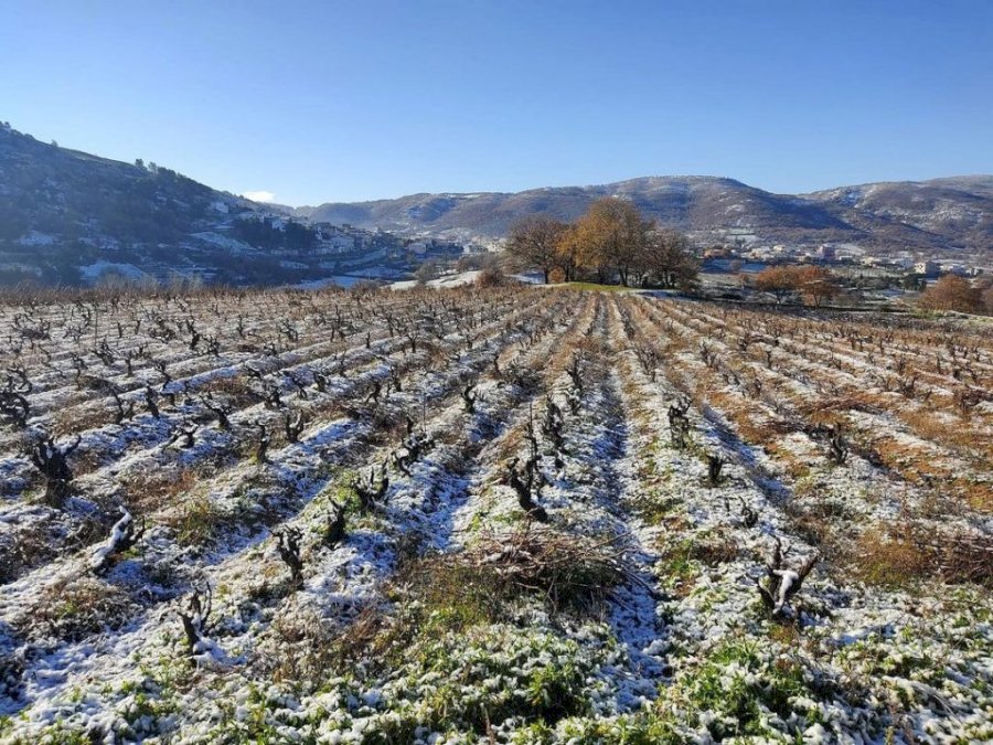 Barrosu 2022 Cannonau di Sardegna DOC
