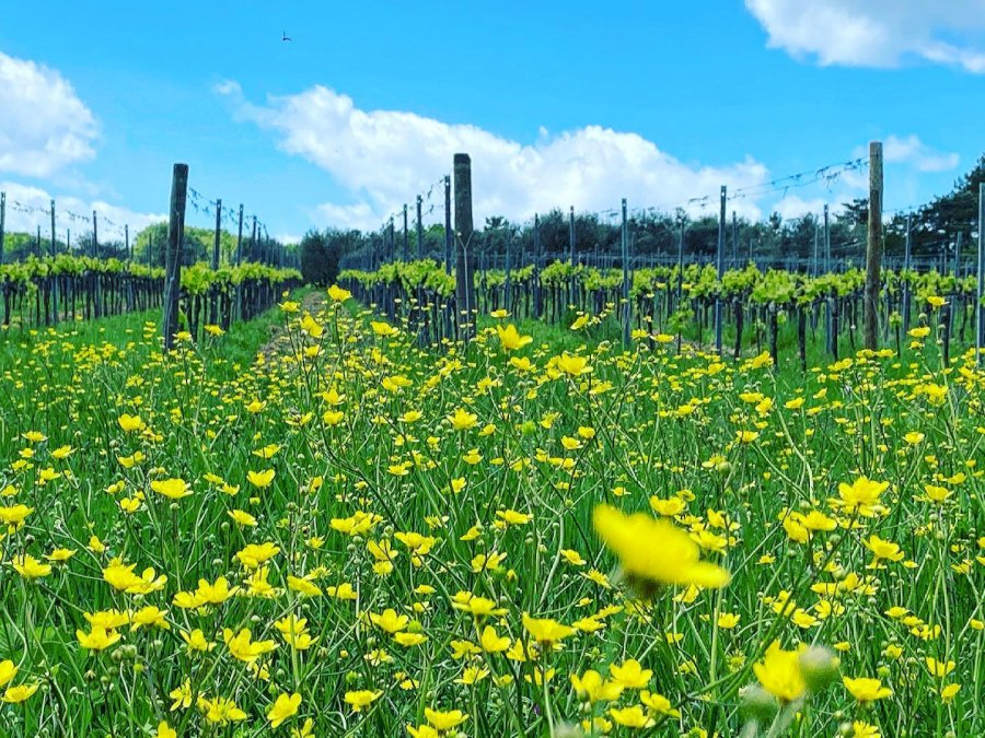 Gaga' 2024 Toscana Bianco IGT