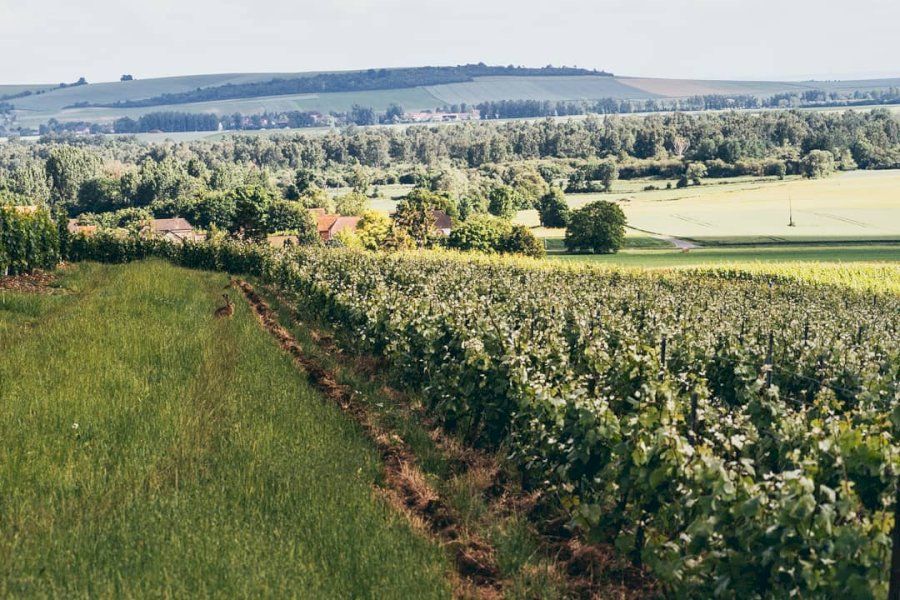 Champagne Clément & Fils