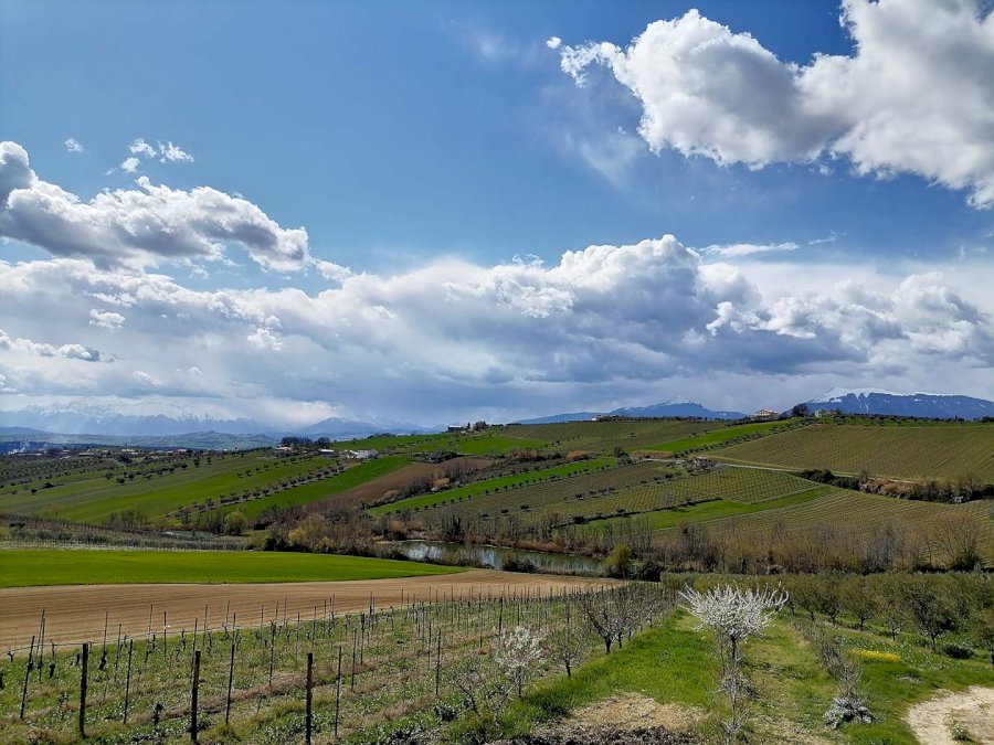 Fiore Podere San Biagio