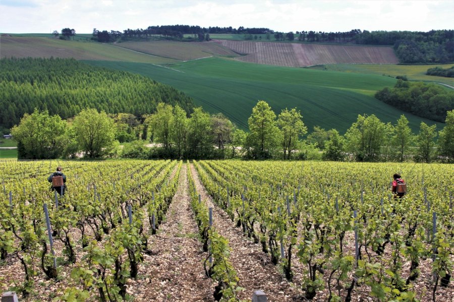 Champagne Piollot