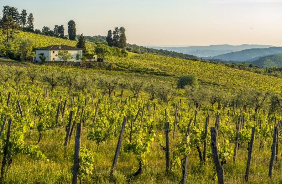 Fattoria Lavacchio
