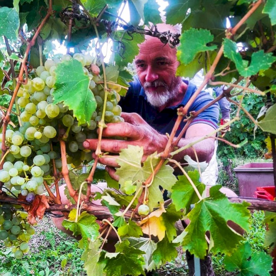 Tenuta Fornace
