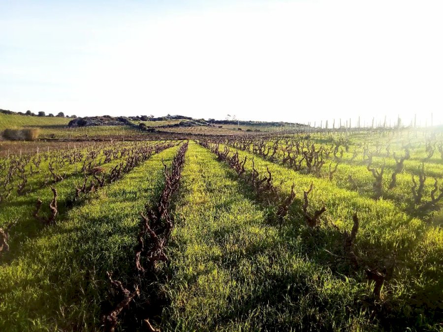 Antichi Vigneti Manca