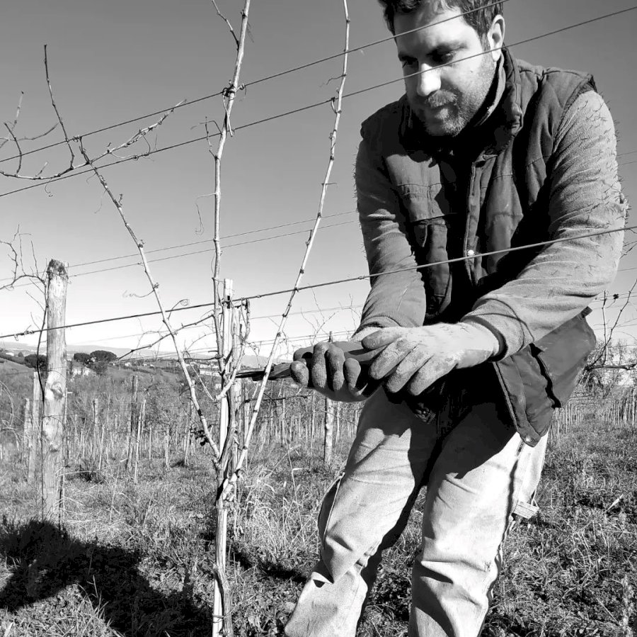 LUVA Vino Vivo