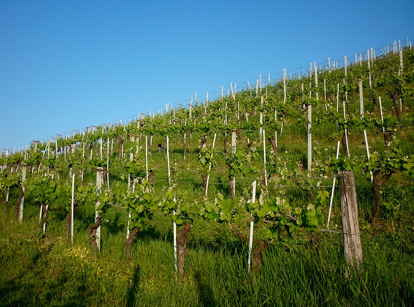 Azienda Agricola Camparo