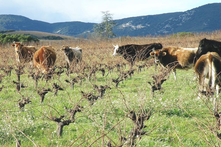 Domaine Leon Barral