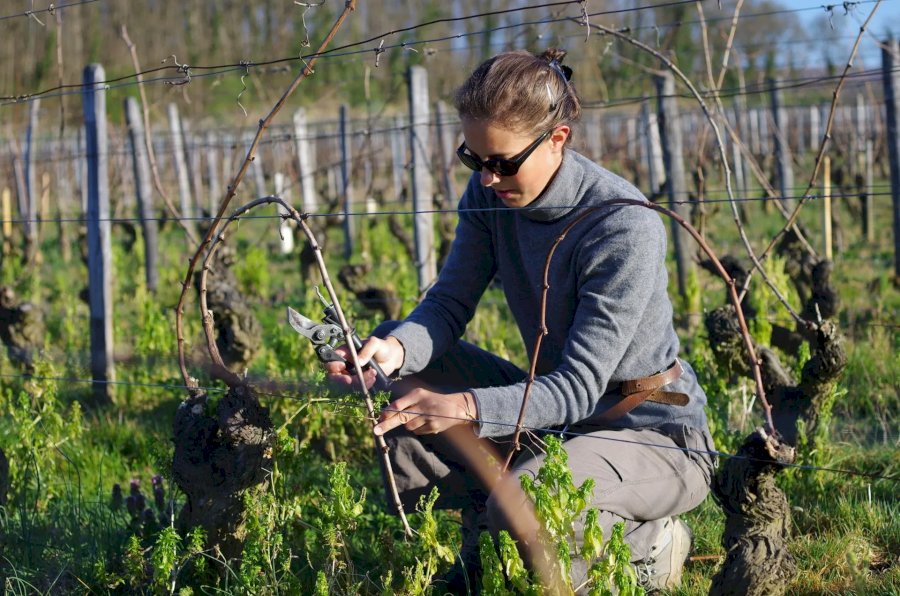 Domaine Guillemot-Michel