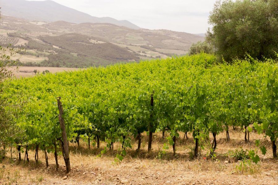 Podere Le Ripi