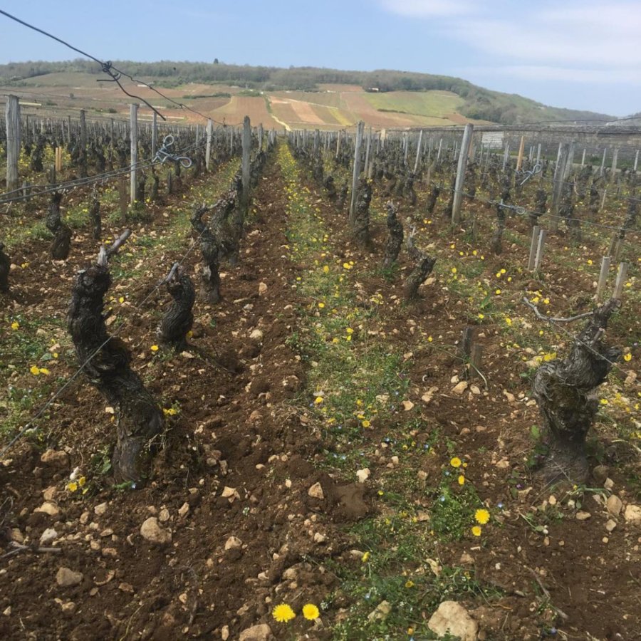 Domaine Berthaut-Gerbet