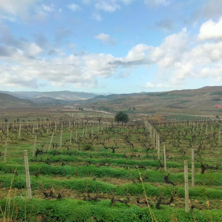 'A Vita vignaioli a Cirò