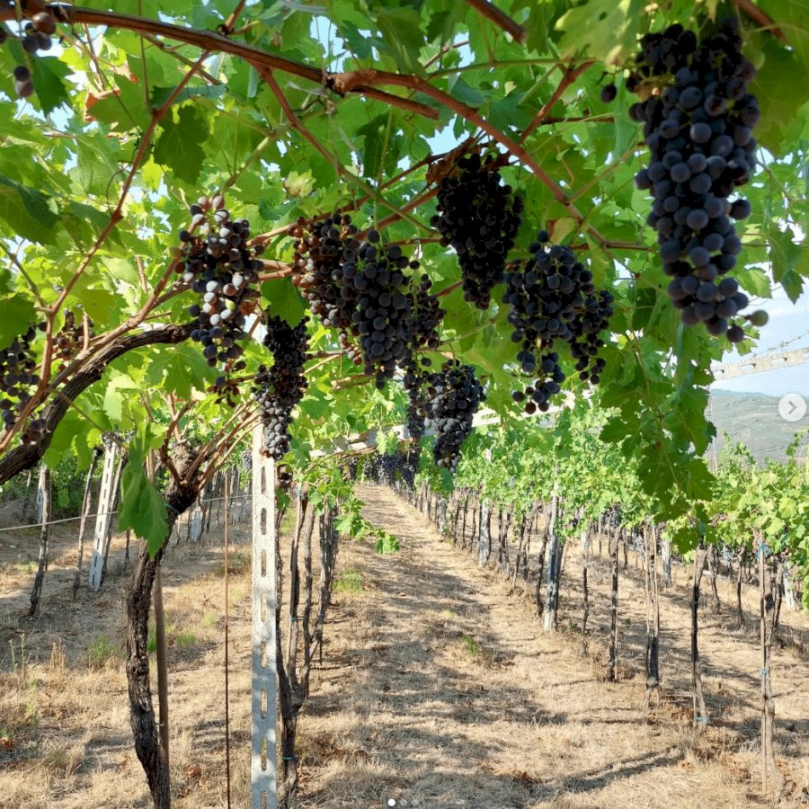 Agricola La Venta