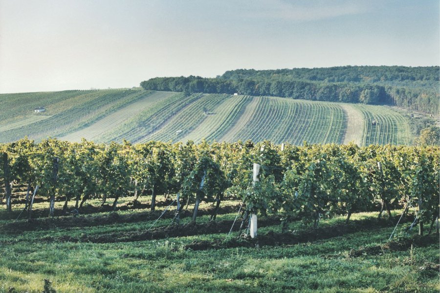 Weingut Weninger