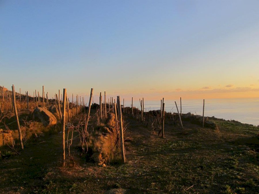 Altura Vigneto