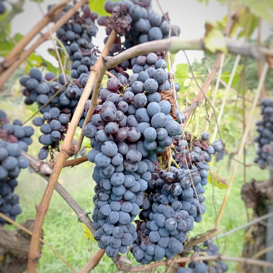 Tenuta il Gheppio