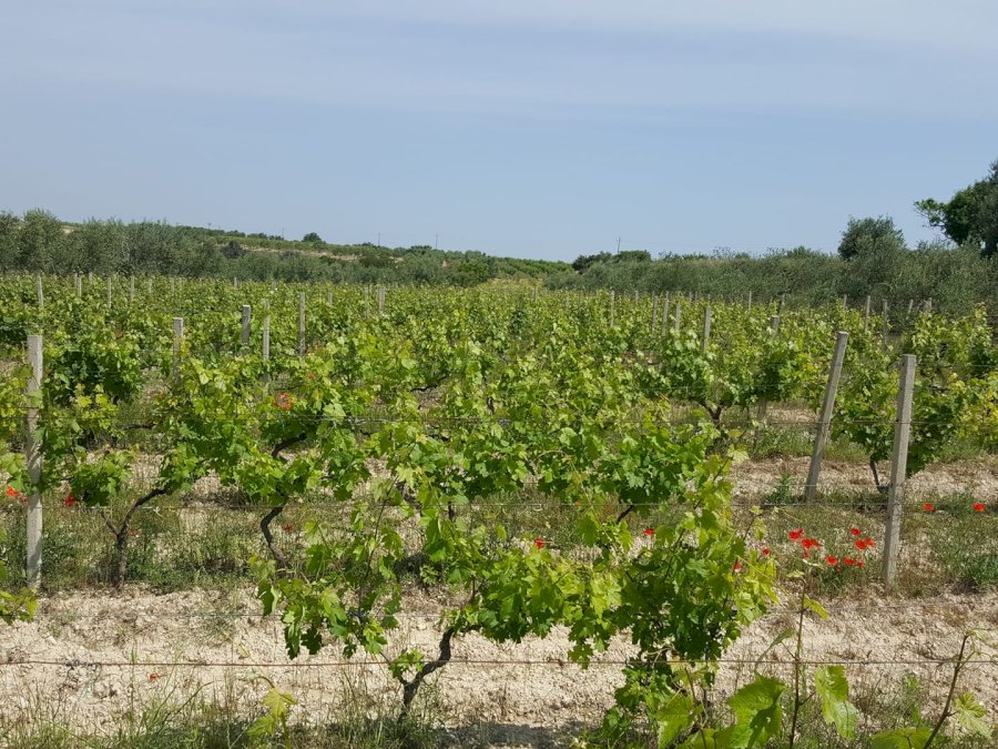 Cantina Giara