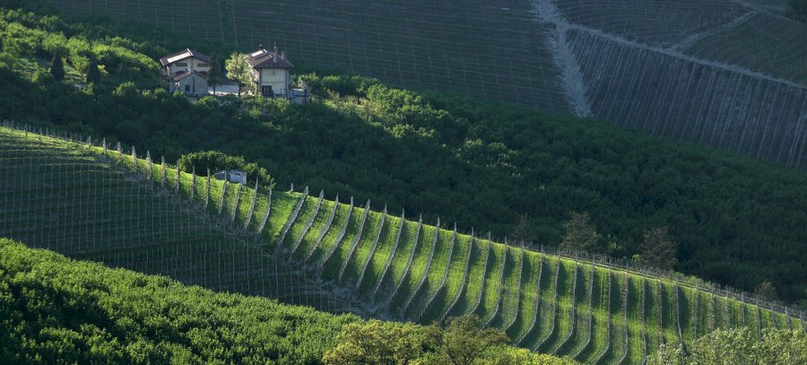 Cascina delle Rose