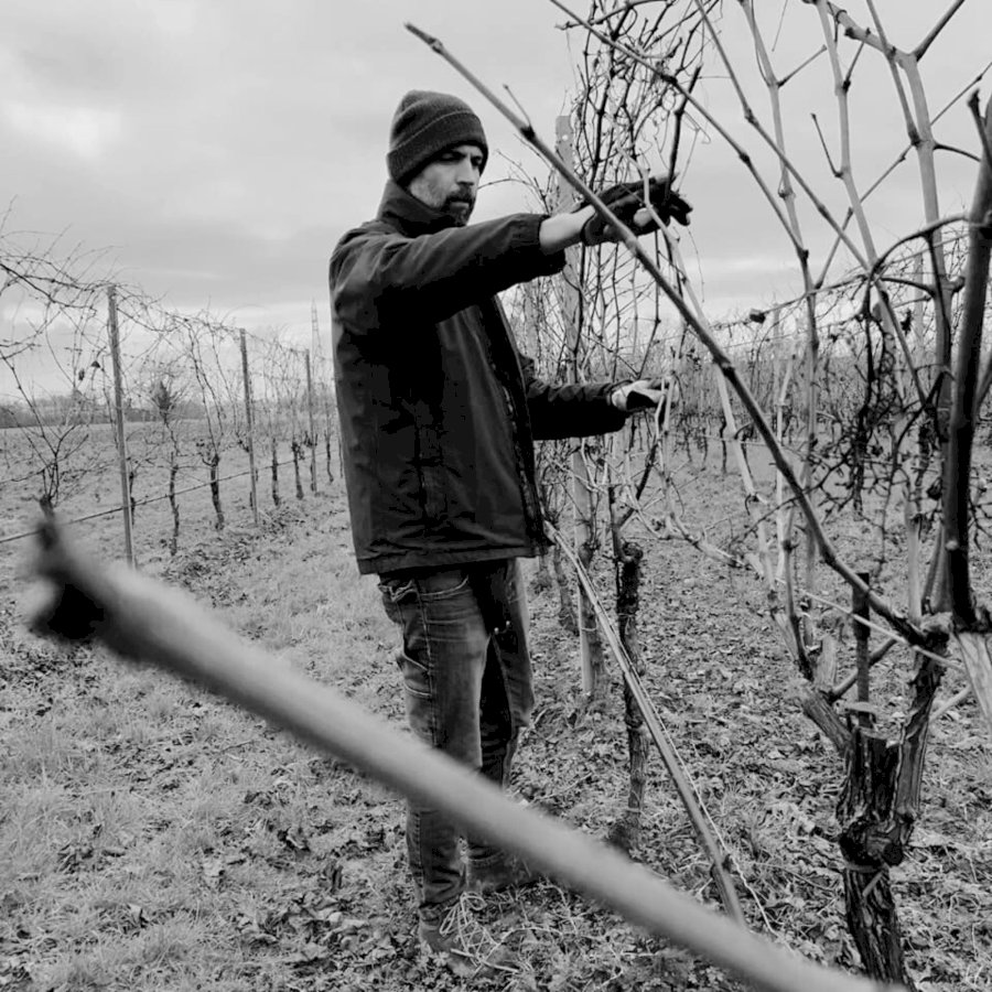 Despina 2023 Malvasia dell Emilia IGP