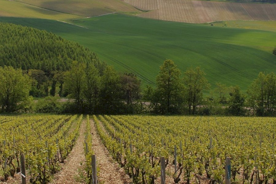 Champagne Piollot
