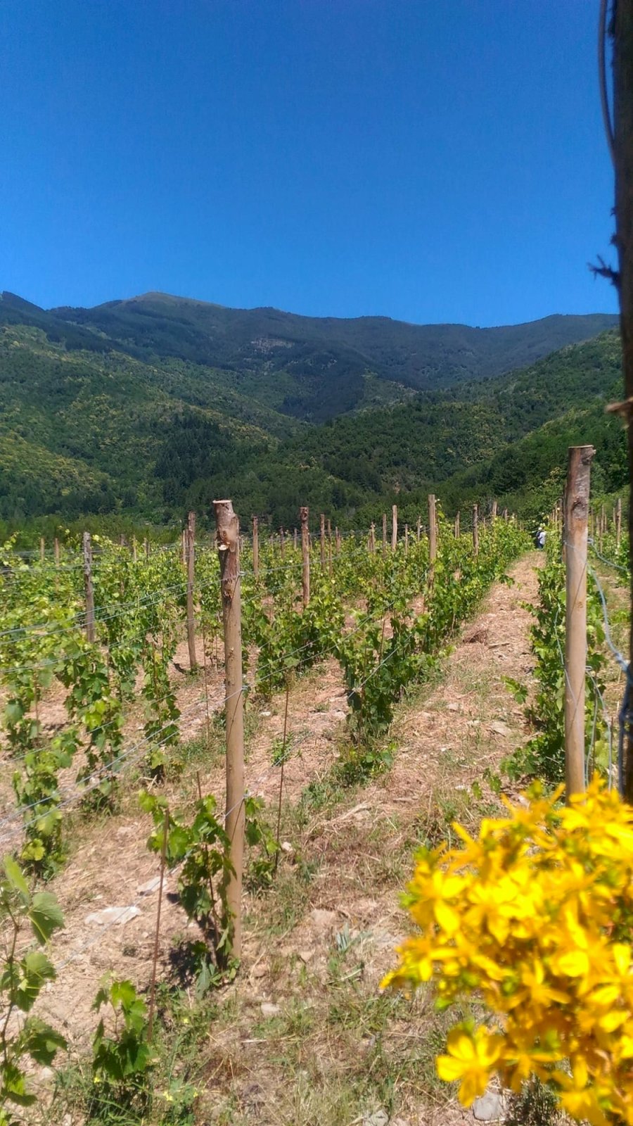 Cuna - Podere Santa Felicita