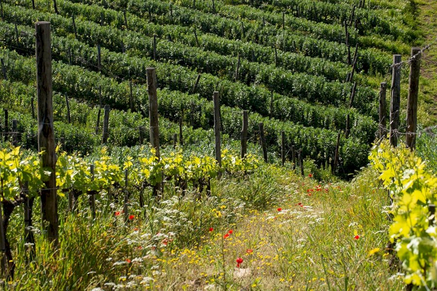 Fattoria Castellina