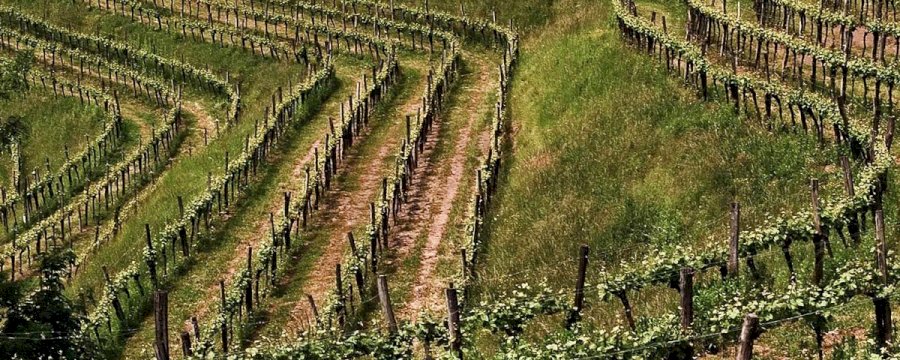 Franco Terpin