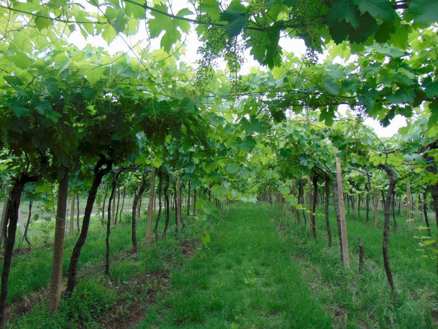 Insolente Vini