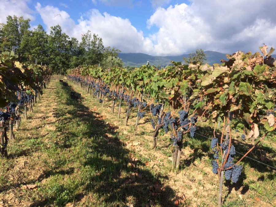 L´Acino Vini