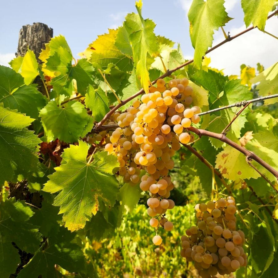 Podere Veneri Vecchio