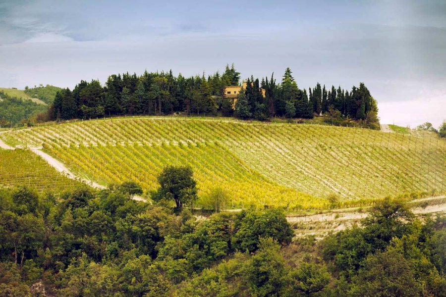 Tenuta Ca Sciampagne