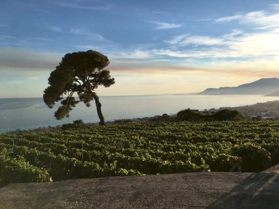 Tenuta Selvadolce