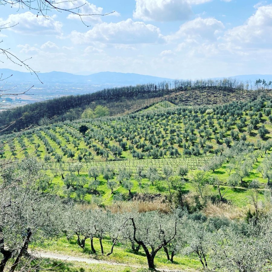 Vanempo - Poggio Di Cicignano