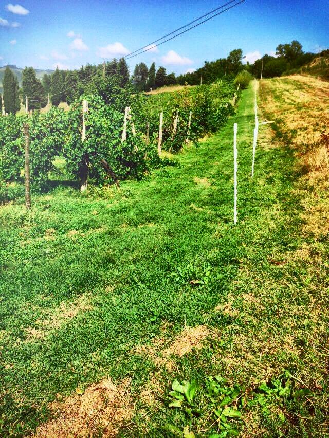 Vigne Dei Boschi