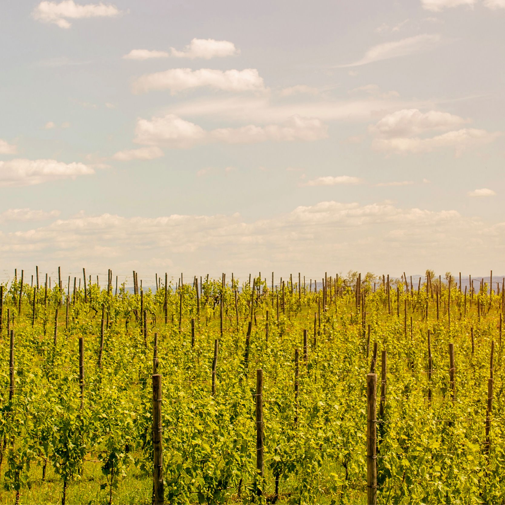 Vanempo - Poggio Di Cicignano